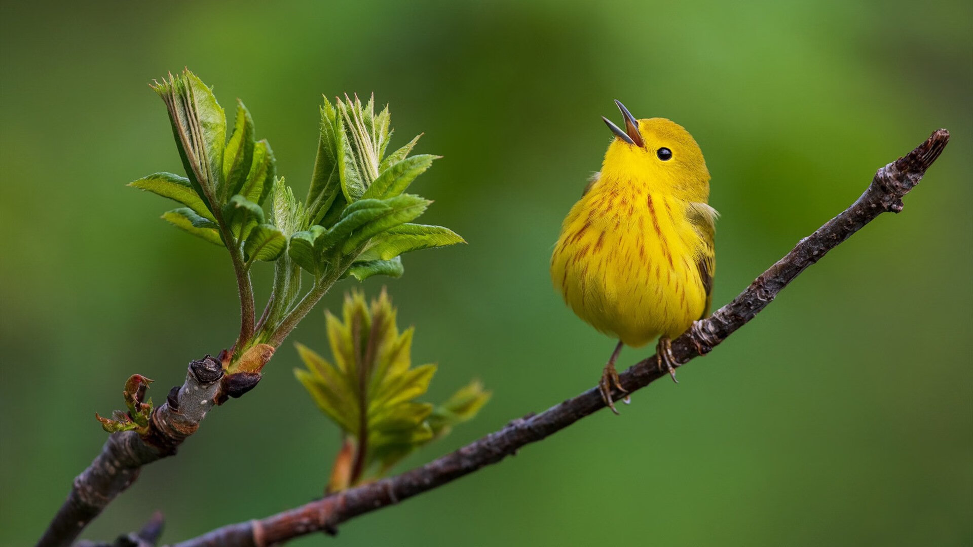 英超争冠焦点战，委内瑞拉绝杀墨西哥的足球启示